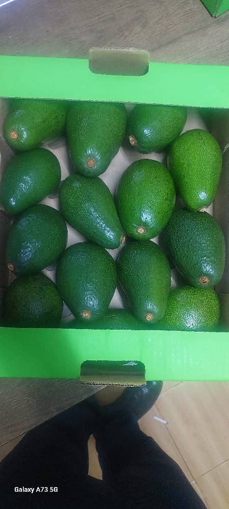 Premium Fuerte Harvest