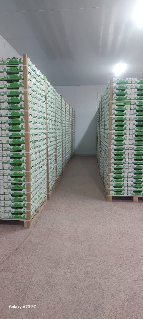 Export Logistics